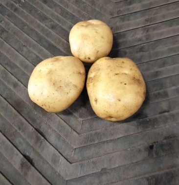 [荷兰十五土豆批发]荷兰十五,尤金885,兴佳价格0.55元/斤 - 一亩田