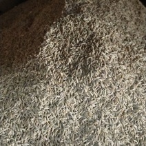 孜然