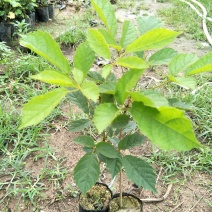 多花黄花风铃木苗庭院园林观花树种美观好养