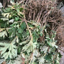 通草苗