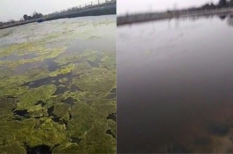治理前蓝藻泛滥,治理后水质清澈,藻类种类恢复平衡 蓝藻治理前后对比图