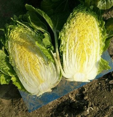 黄心白菜大量上市,都是大黄心,保证没虫,没有病,欢迎全国