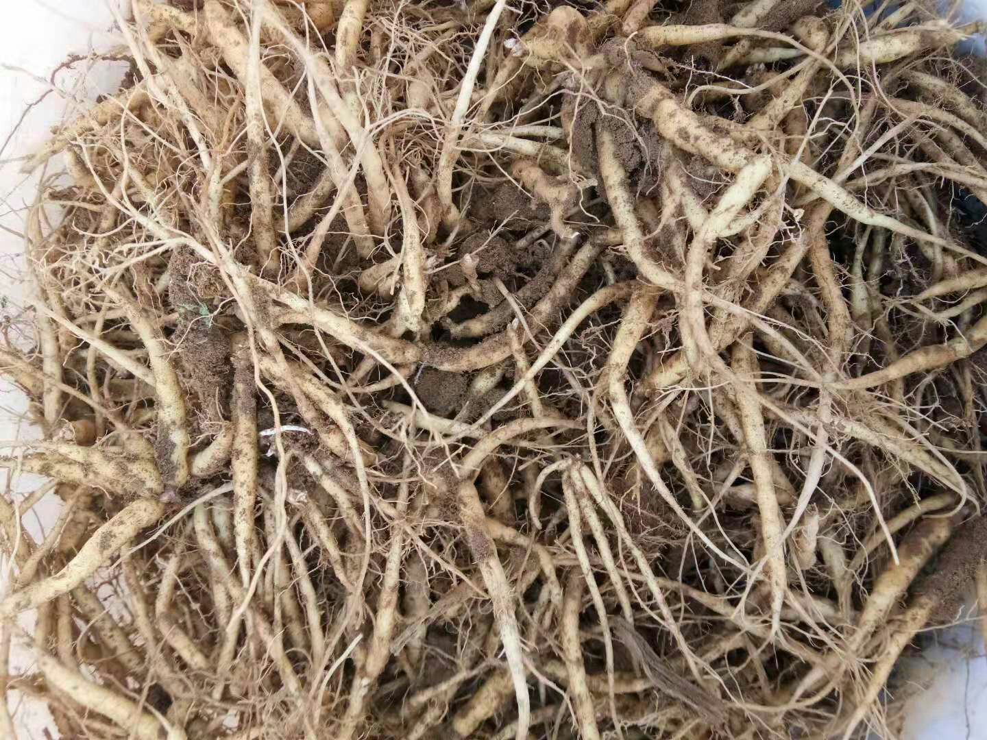 山东莱阳产区农户使用专用齿耙轻翻土壤,避免伤根;背景可见整齐的垄作田块与已采挖堆放的鲜参,根体饱满、表皮浅黄褐色,符合药典成熟标准 北沙参田间采挖现场实景图