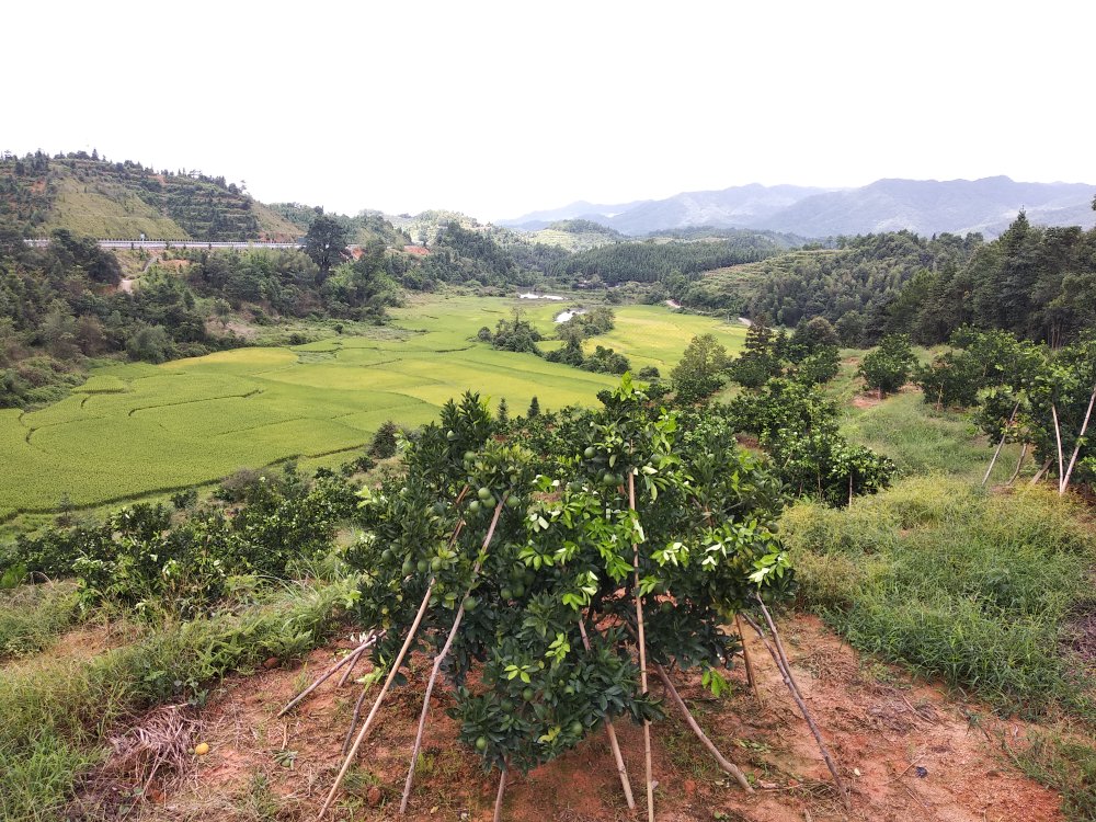 中国赣南红心脐橙果园航拍图