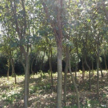 木瓜树