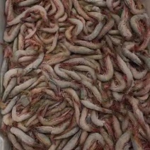 阿根廷红虾统货