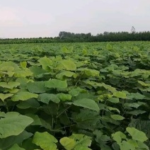 梓树小苗