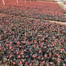 四季海棠山东青州草花苗木基地一手货源基地直发