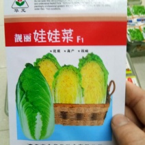 杂交黄心白菜种子娃娃菜种子