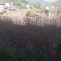 七叶树苗