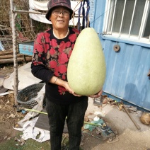 莲花头，大三停，冬瓜葫芦，葫芦种子