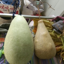 供应150余种文玩葫芦种子