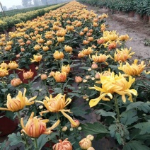 盆栽菊花