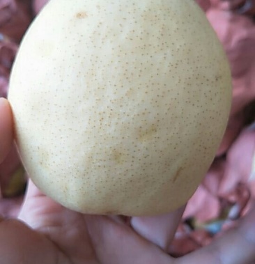 砀山梨皮薄多汁甘甜可口