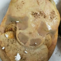 两栖爬行类