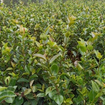 湘林系列德字一号大红果油茶苗，抗病虫害强，分枝多，根系好