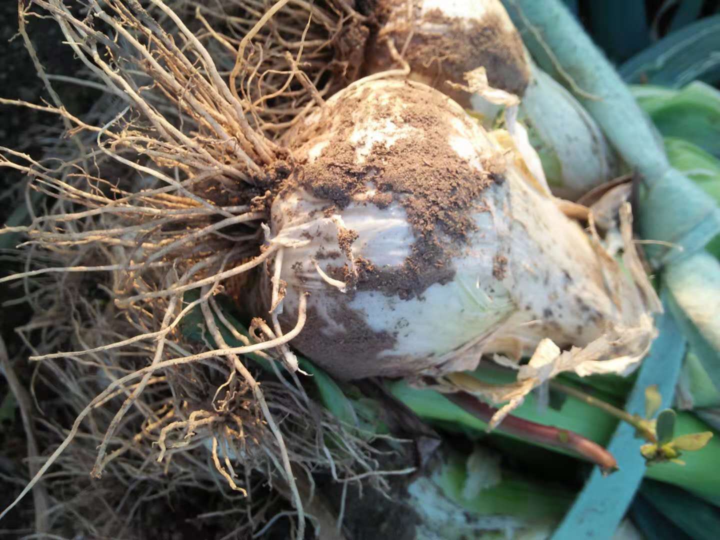 葱白药用部位特写