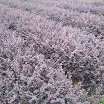 红叶石楠,红花继母,金叶女贞,小叶女贞,桅子花