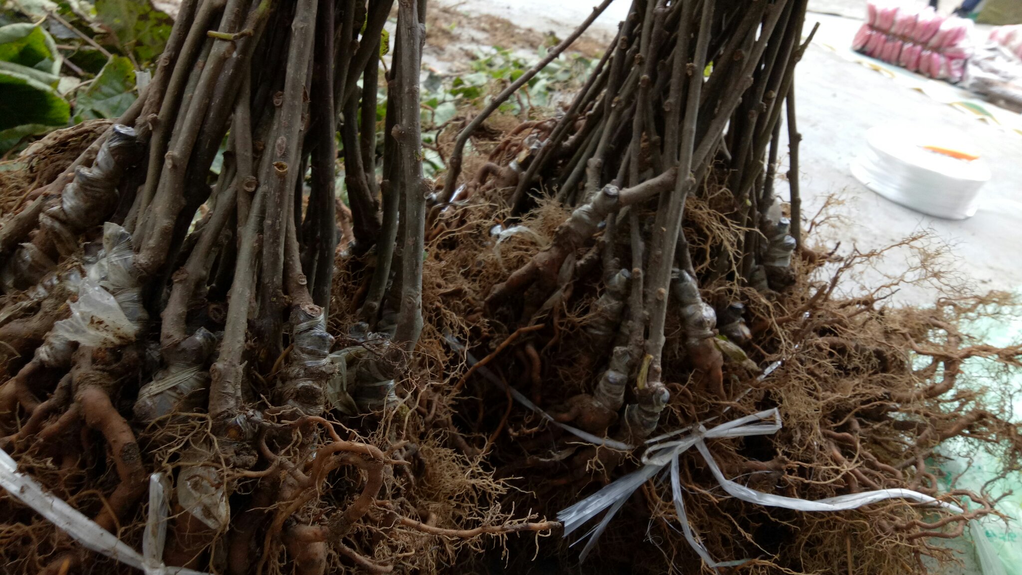 红心猕猴桃幼苗展示图