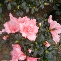 樱桃红杜鹃花
