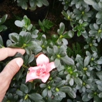 小桃红杜鹃花