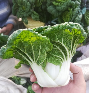 精品黄心乌黄心菜乌塌菜小颗晚菜基地直供各种规格包装