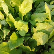 千亩无公害野生荠菜