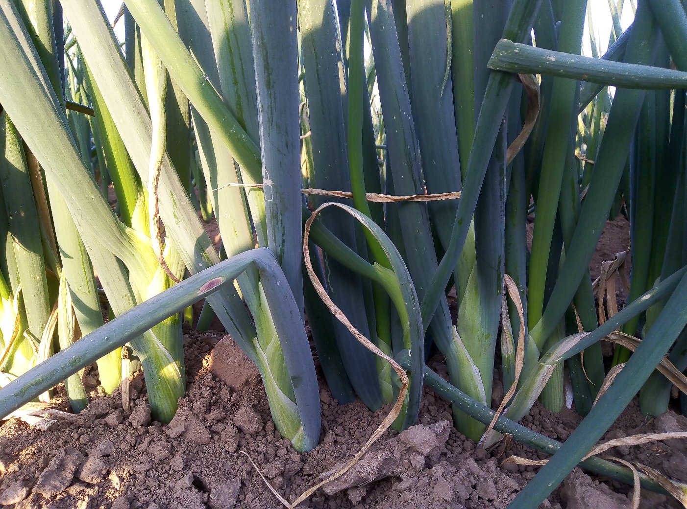 南阳大葱田间生长实景