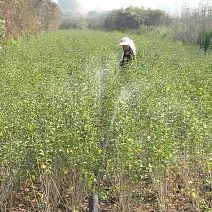 重瓣红花木槿树苗可食用红花木槿苗朝开暮落花庭院阳台栽植花