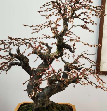 红叶美人梅观赏梅