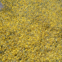 野菊花