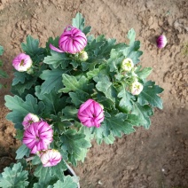 批发菊花