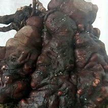 野生何首乌盆栽