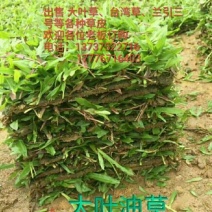 绿化草皮