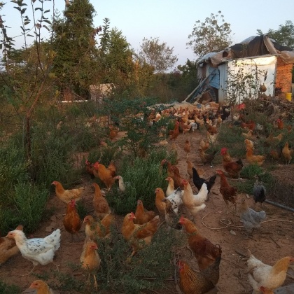 三黄鸡价格行情_今日三黄鸡价格多少钱一斤 _ 一亩田