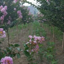 紫薇十公分140元每棵，泡榆15公分1300元每棵