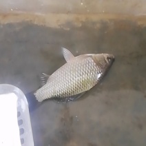 草鱼，鲫鱼，裸斑