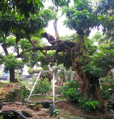 園林景觀大樹 百年古樹 龍眼桂圓 怪樹成景 常綠喬木