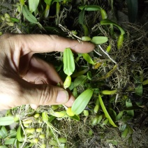 小果橄榄，