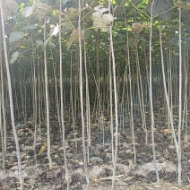 梓树苗