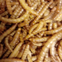 黄粉虫供应