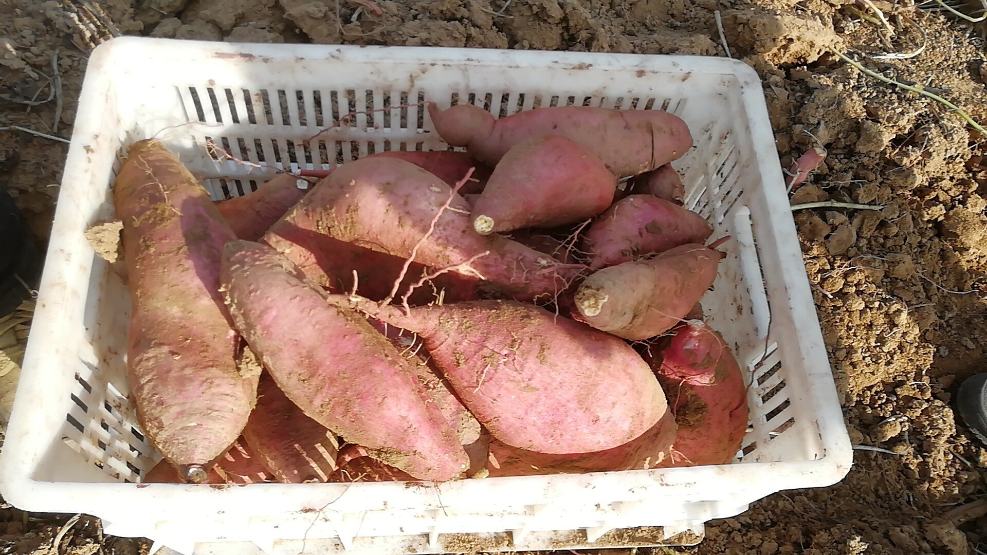 济薯15采收与分拣现场