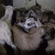 鹿羊羊仔