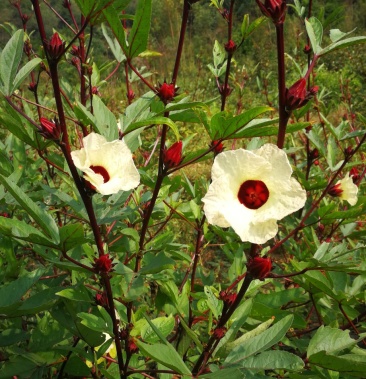 [洛神花批发]新鲜洛神花供应,欢迎各大客商订购.价格10.