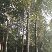 榆树