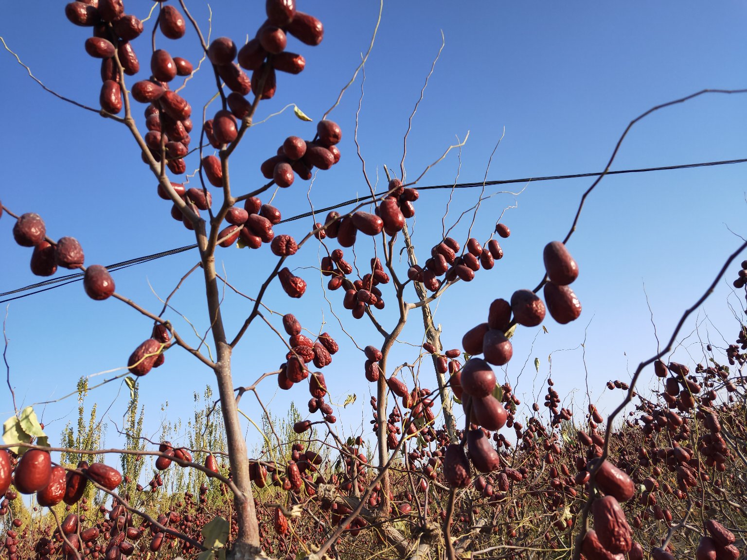 丰收季节的新疆枣园航拍图，成片的枣林呈现出金黄色与深绿色交织的纹理，农民驾驶小型农机在田间运输收获的枣筐，远处是戈壁与雪山背景，展现现代农业与自然景观的和谐共生
