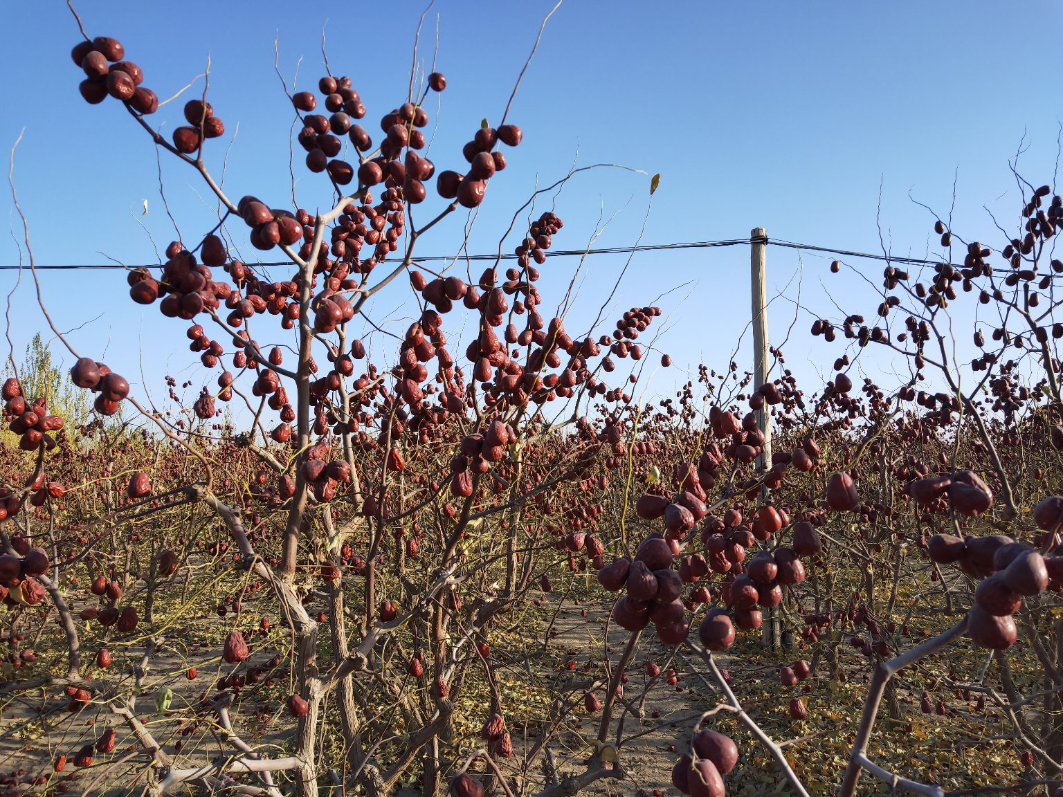 和田骏枣成熟果园航拍图