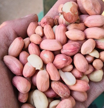 鲁花花生米红皮通货