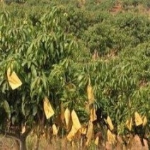 山地热带水果甘蔗种植地500亩承包