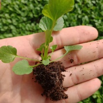 角堇小苗山东青州供应穴盘抗冻草花小苗